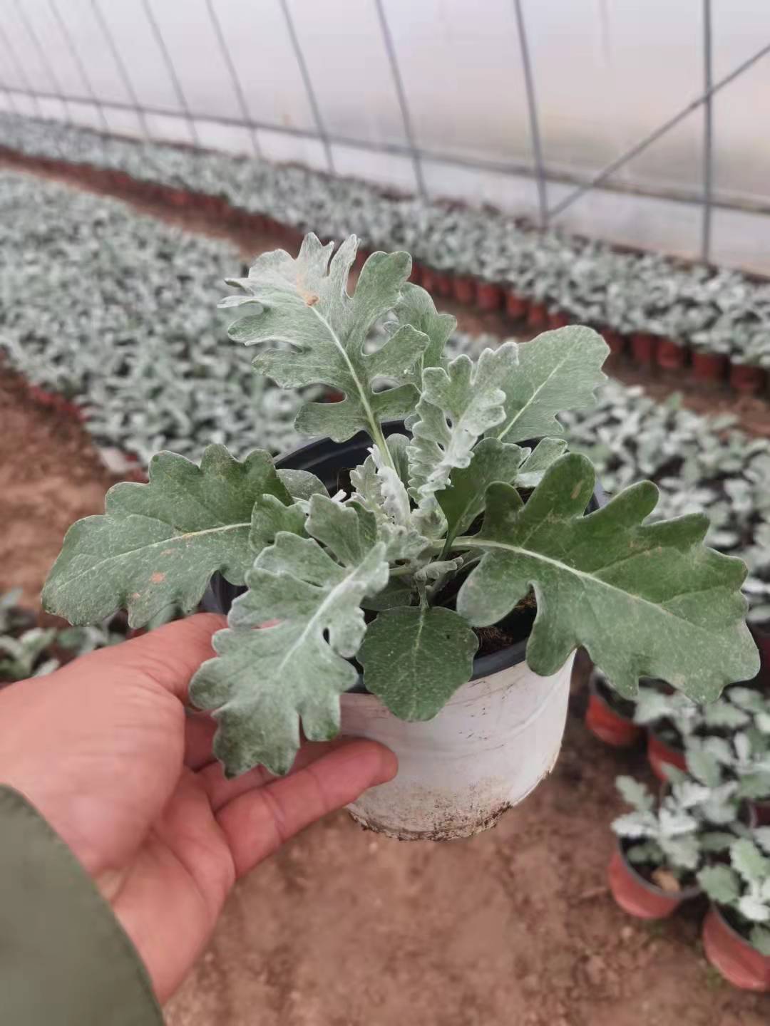 銀葉菊.jpg