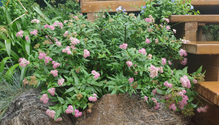 繡線菊
