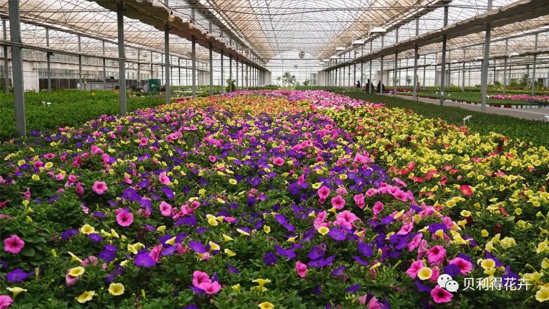‘輕浪’趣植組合