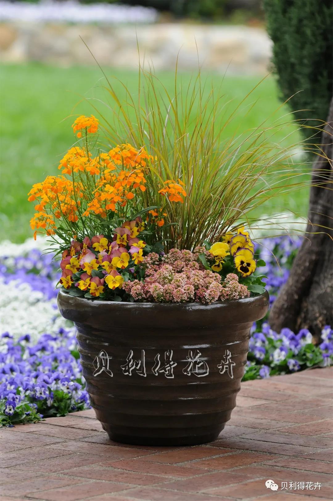 多彩觀賞草