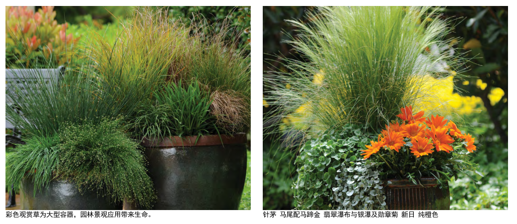 彩色觀賞草