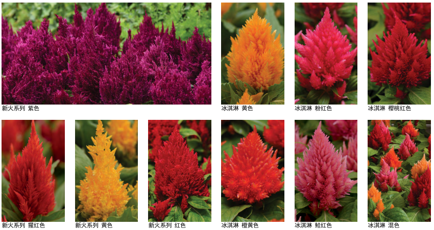 雞冠花