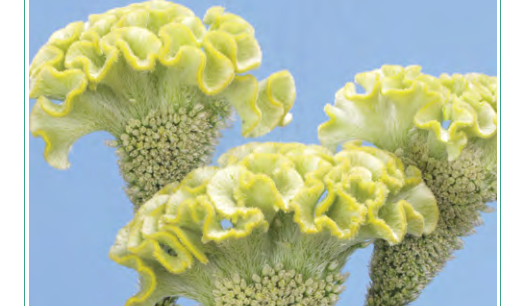 雞冠花