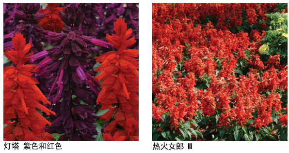 一串紅