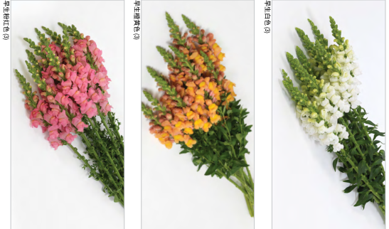 金魚草
