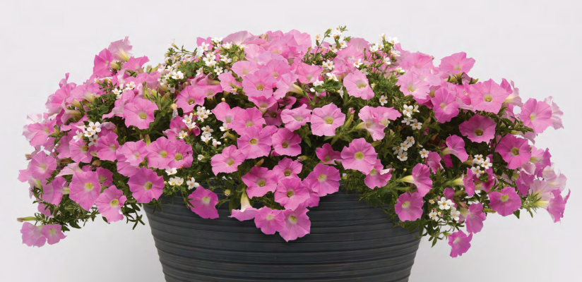 趣植組合