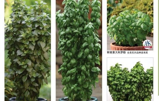 香草