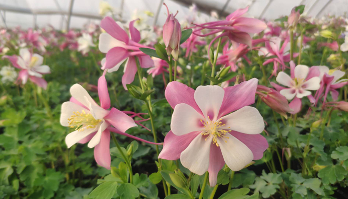 大花耬斗菜
