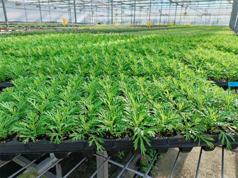 多規格穴盤苗