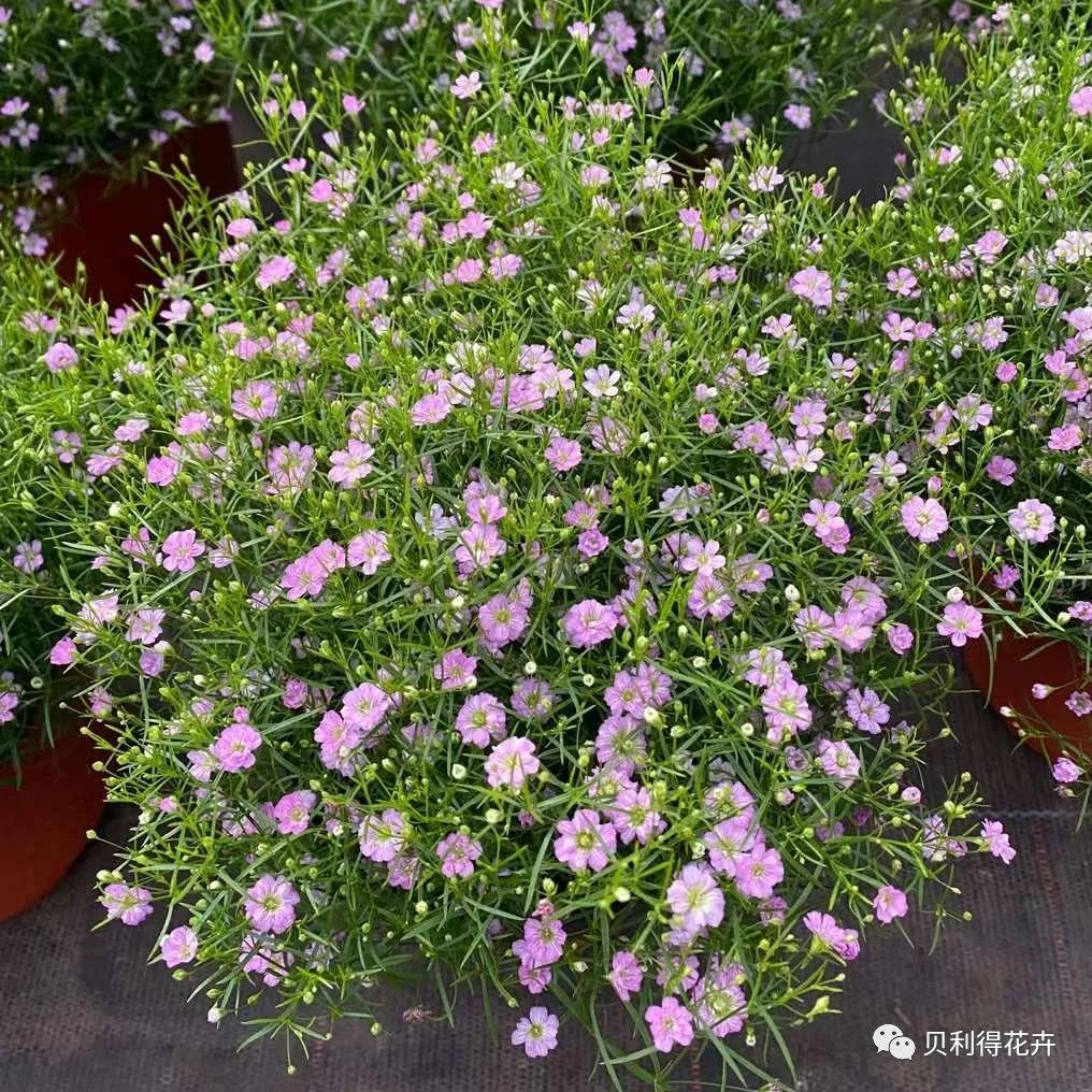 打破冬季的沉悶，看這些耐寒品種“花”樣百出！