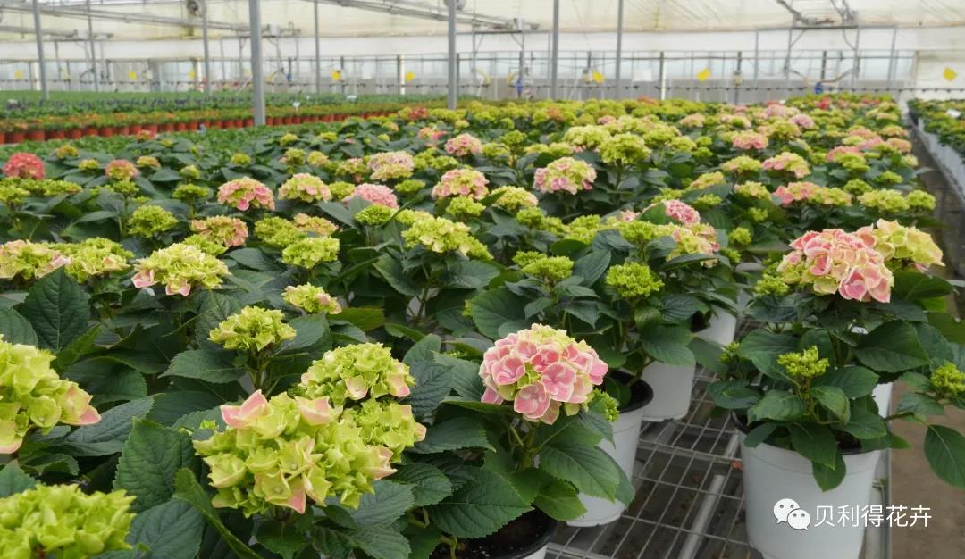 【奔向春天，讓花卉走進生活】最新成品銷售列表來了！