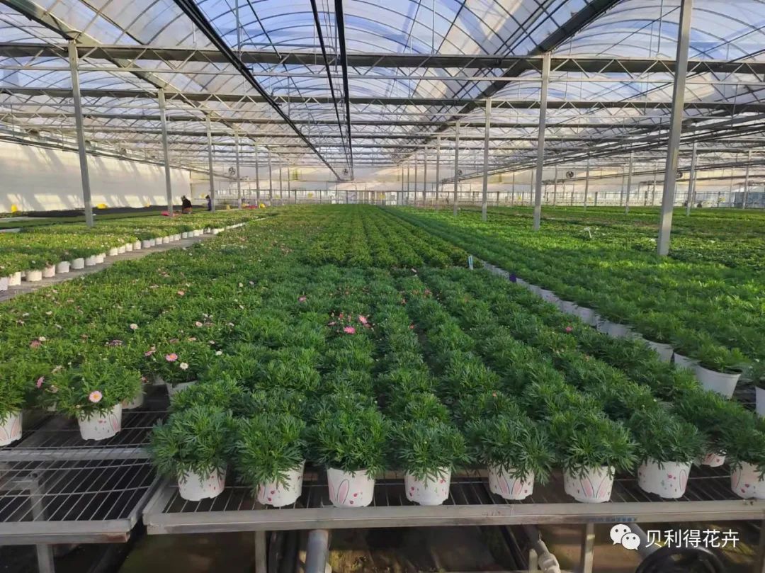 鄭州地區當前室外可用花境植物參考