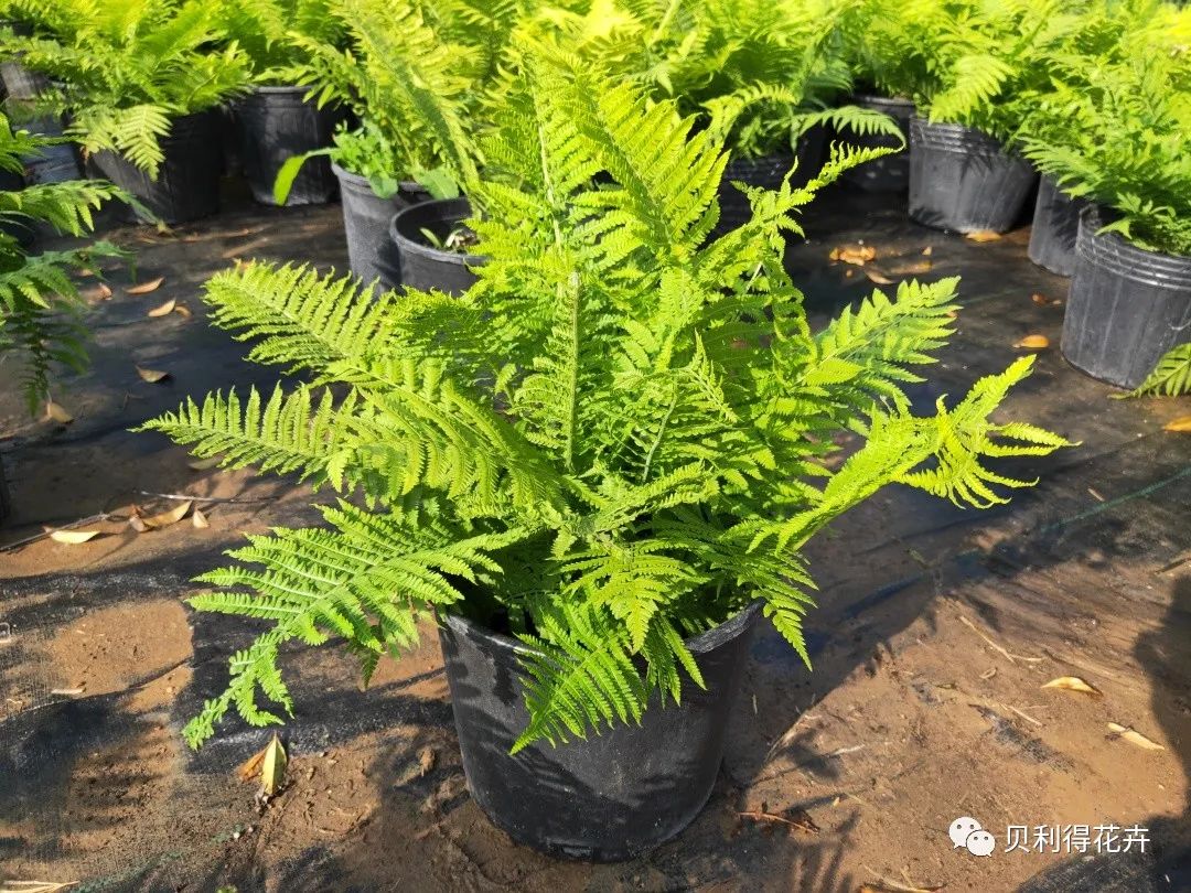 基地多年生花卉及花灌木銷售列表