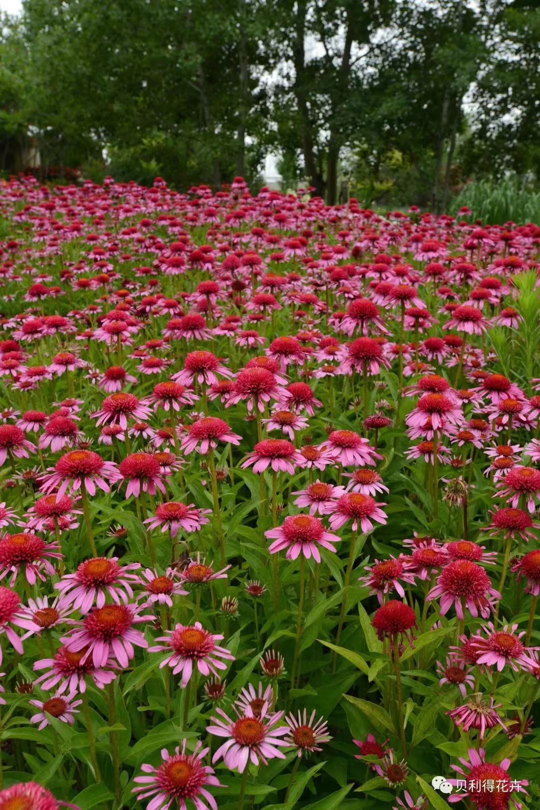 重瓣 單瓣無性紫松果菊