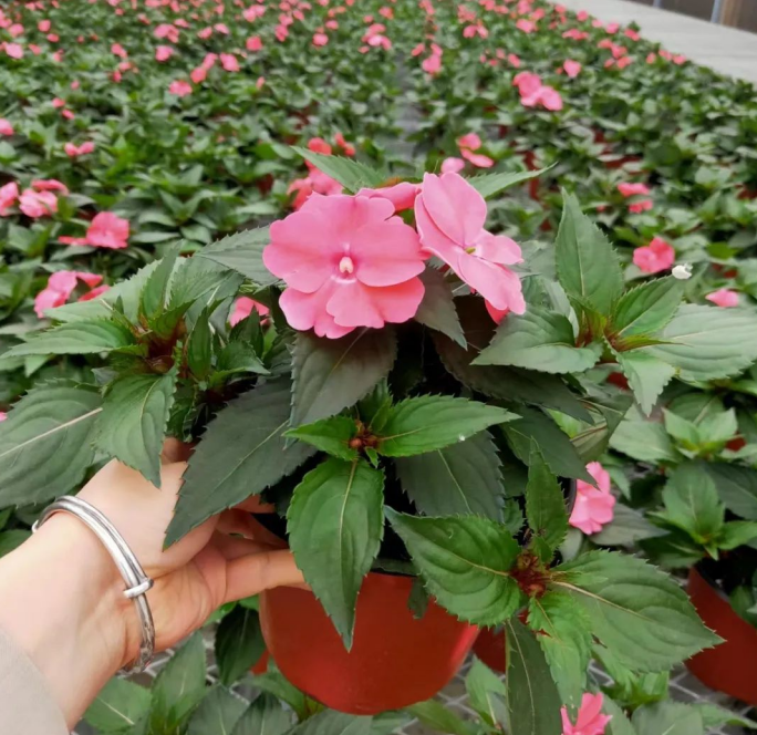 夏季可用花境、花壇植物參考